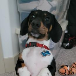 Crowley - Dachshund