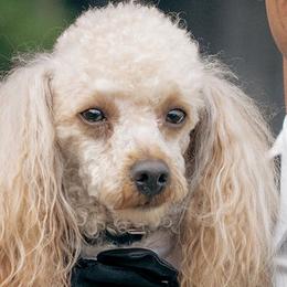 Becks - Poodle