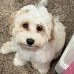 Australian Labradoodle puppies from Grand Peaks Labradoodles