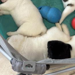 Akita Puppies from Gloe Akita's