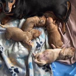 Dachshund puppies from River Valley Daschunds