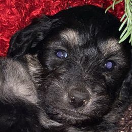 Boy 1 - Aussiedoodle puppy in Clyde, Texas from W7 Doodles