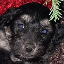 Boy 1 - Aussiedoodle puppy in Clyde, Texas from W7 Doodles