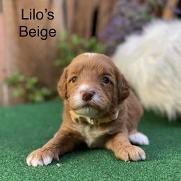Labradoodle Puppies from Caribbean Breeders