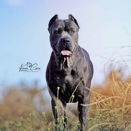 Coco - Cane Corso