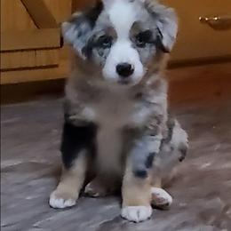 Jora - Blue merle female Miniature Australian Shepherd puppy in Findlay, Ohio from RStar Aussies