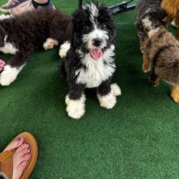 Slinky Dog - Black and white male Bernedoodle puppy in Banner Elk, North Carolina from Walnut Tree Bernedoodles