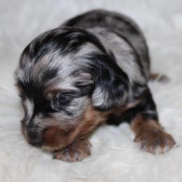 Dapple girl 1 - Dapple female Dachshund puppy in Lily, Kentucky from Little Acres Miniature Dachshunds