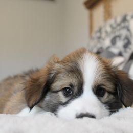 Jeremiah (fluffy) - Sable male Pembroke Welsh Corgi puppy in Goliad, Texas from Rogers’ Fluffy Butt Corgis