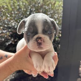 French Bulldog Puppies from Frenchiesbysouthernbell