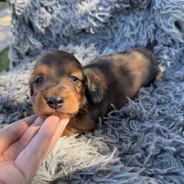 Cena - Red male Dachshund puppy in Tampa, Florida from EntityDachs