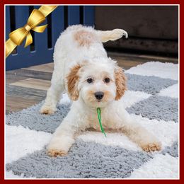 Shelby - Red female Cockapoo puppy in Connersville, Indiana from Deaz Doodle Ranch