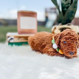 Goldendoodle Puppies from Posh Paws Puppies