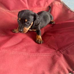 Crumb - Black and tan female Dachshund puppy in Conroe, Texas from Dots Dachshunds