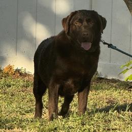 Beba - Labrador Retriever