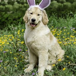 Golden Retriever Puppies from GameChanger Golden Retrievers