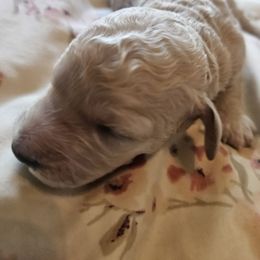 Courtney - Cream female Goldendoodle puppy in Kansas City, Missouri from Poppy's Doodles