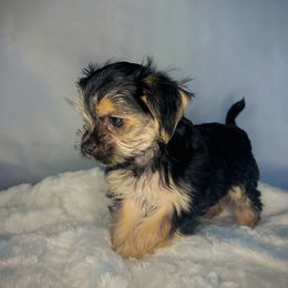 Biewer Terrier, Companion Cross, and Morkie Puppies from Puppy Boutique