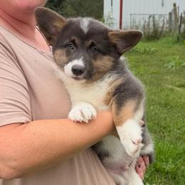 Buddy - Gray and white male American Corgi puppy in Stuart, Iowa from Johnson Family Paws