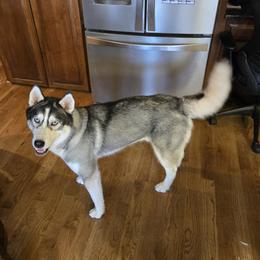 Westley - Siberian Husky
