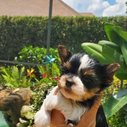 Yorkshire Terrier Puppies from Cottage House Yorkies