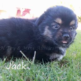Jack - Black tri male Miniature American Shepherd puppy in Godley, Texas from Flying H Toy and Mini Aussies