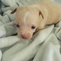 Mr Minnie Me 3-4lb - Cream and white male Chihuahua puppy in Las Vegas, Nevada from Quality Poms Chihuahua Yorkies of Las vegas