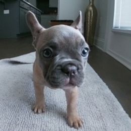 French Bulldog Puppies from 4 Palms Frenchies