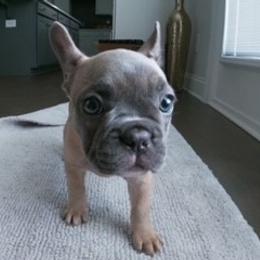 French Bulldog Puppies from 4 Palms Frenchies