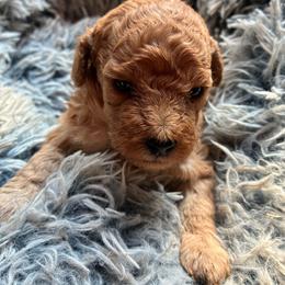 Light red female - Red  female Poodle puppy in Burien, Washington from South Sound Doodles