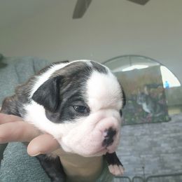 Titan - Black and white male Companion Cross puppy in Fort Myers, Florida from Legends Frenchton's, French Bulldogs ,Boston Terriers, Reindeer chihuahuas & French Bullhuahua's