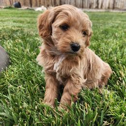 Ingot - Apricot female Goldendoodle puppy in Grand Junction, Colorado from QP Doodles