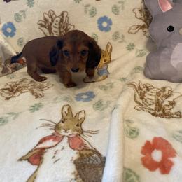 Sweet Pea - Sable female Dachshund puppy in Springfield, Tennessee from Savannah’s Doxie Palace