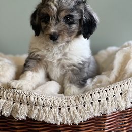 Aussiedoodle Puppies from Crystal Ridge Doodles