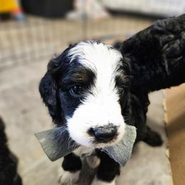 United - Tri-color female Bernedoodle puppy in Flat Rock, North Carolina from Sukisdoodles