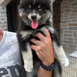 Pomsky Puppies from Ponderosa Pomskies