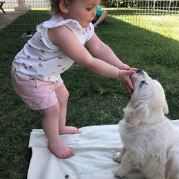 Golden Retriever Puppies from Cream Goldens