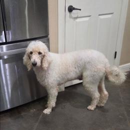 Ella May - Chalk female Labradoodle puppy in Weatherford, Texas from Oodles of poodles and doodles