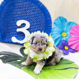 Captain - Blue merle male Australian Shepherd puppy in Eubank, Kentucky from Ashlee's Aussies