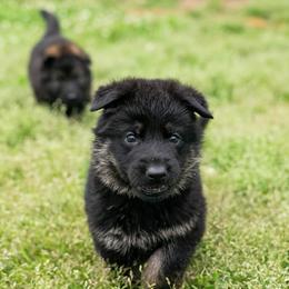 German Shepherd Puppies from Reign Land
