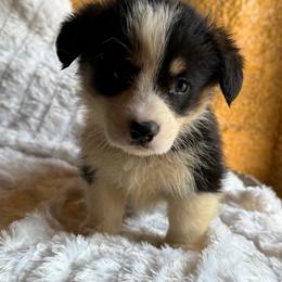 Xander green - Black and tan male Pembroke Welsh Corgi puppy in Sanford, Michigan from Tambali Pembroke Welsh Corgis