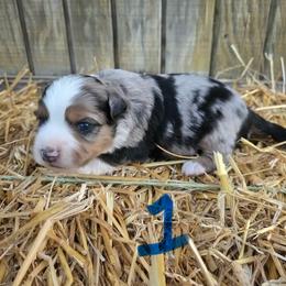 Blue Merle male (1) has full tail - Blue merle male Toy Australian Shepherd puppy in Hillsboro, Illinois from Shoal Creek Puppies