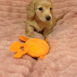 Baby 1 - Cream male Dachshund puppy in Early, Texas from The Jewelry Dox