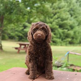Lavender - Chocolate female Australian Labradoodle puppy in Williamstown, New York from Lewis Manor Labradoodles