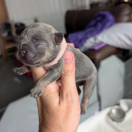 Emerald - Blue female French Bulldog puppy in Springfield, Illinois from Paws n Claws Frenchies