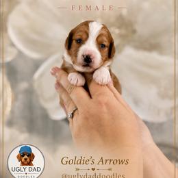 Bow - Red  female Goldendoodle puppy in Orangevale, California from Ugly Dad Doodles