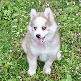Chilly - Red and white female Pomsky puppy in Murfreesboro, Tennessee from Middle Tennessee Pomskies