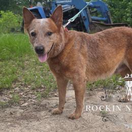Khalee - AKC, Embark DNA - Australian Cattle Dog
