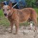 Khalee - AKC, Embark DNA