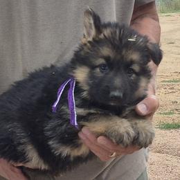 Girl 2 Violet - Black and tan female German Shepherd puppy in Lake George, Colorado from High Country German Shepherds